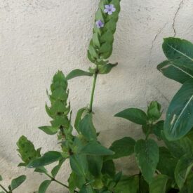 Ruellia blechum — foto 2 de 2 da observação 29567515 no iNaturalist