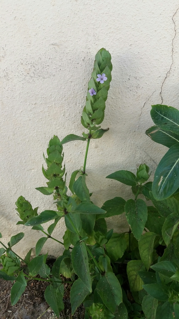 Ruellia blechum — foto 2 de 2 da observação 29567515 no iNaturalist