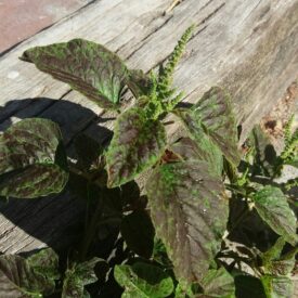 Amaranthus — foto 2 de 2 da observação 29567918 no iNaturalist