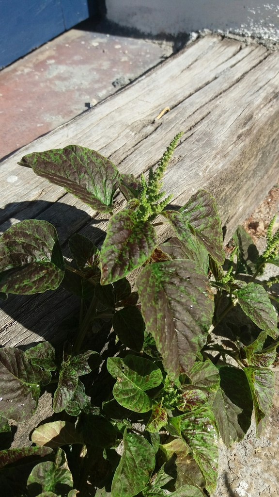 Amaranthus — foto 2 de 2 da observação 29567918 no iNaturalist