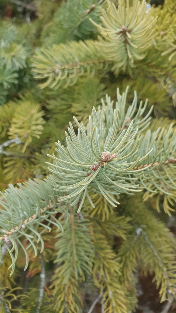 Picea glauca — foto 2 de 3 da observação 104124100 no iNaturalist