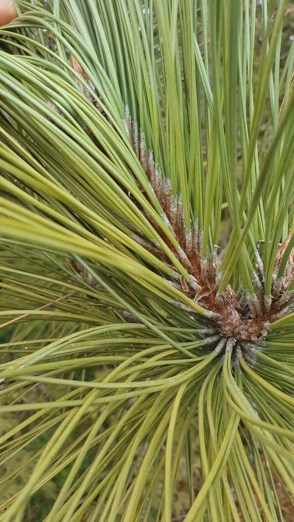 Pinus — foto 3 de 5 da observação 104124891 no iNaturalist