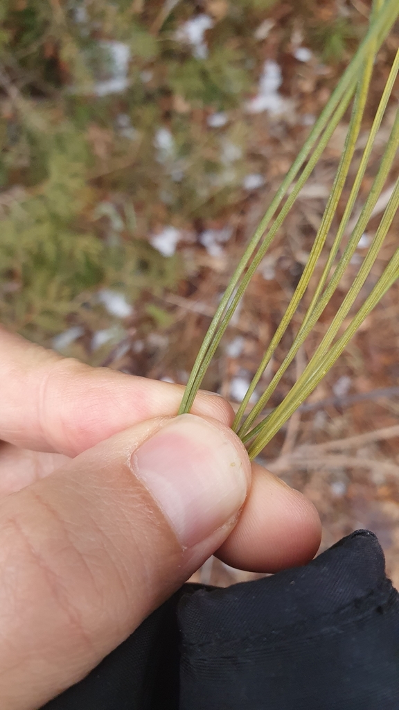 Pinus — foto 4 de 5 da observação 104124891 no iNaturalist