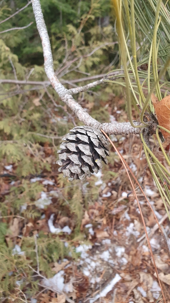 Pinus — foto 5 de 5 da observação 104124891 no iNaturalist