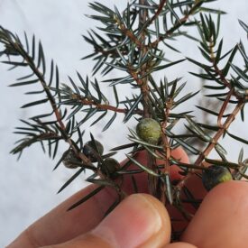Juniperus communis — foto 3 de 4 da observação 104356120 no iNaturalist
