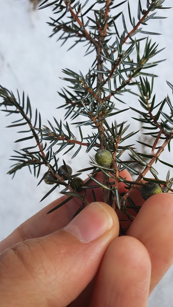 Juniperus communis — foto 3 de 4 da observação 104356120 no iNaturalist