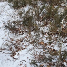 Juniperus communis — foto 4 de 4 da observação 104356120 no iNaturalist