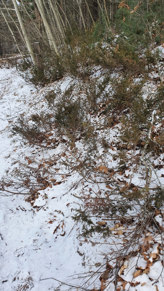 Juniperus communis — foto 4 de 4 da observação 104356120 no iNaturalist