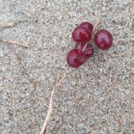 Maianthemum stellatum — foto 3 de 3 da observação 104427165 no iNaturalist