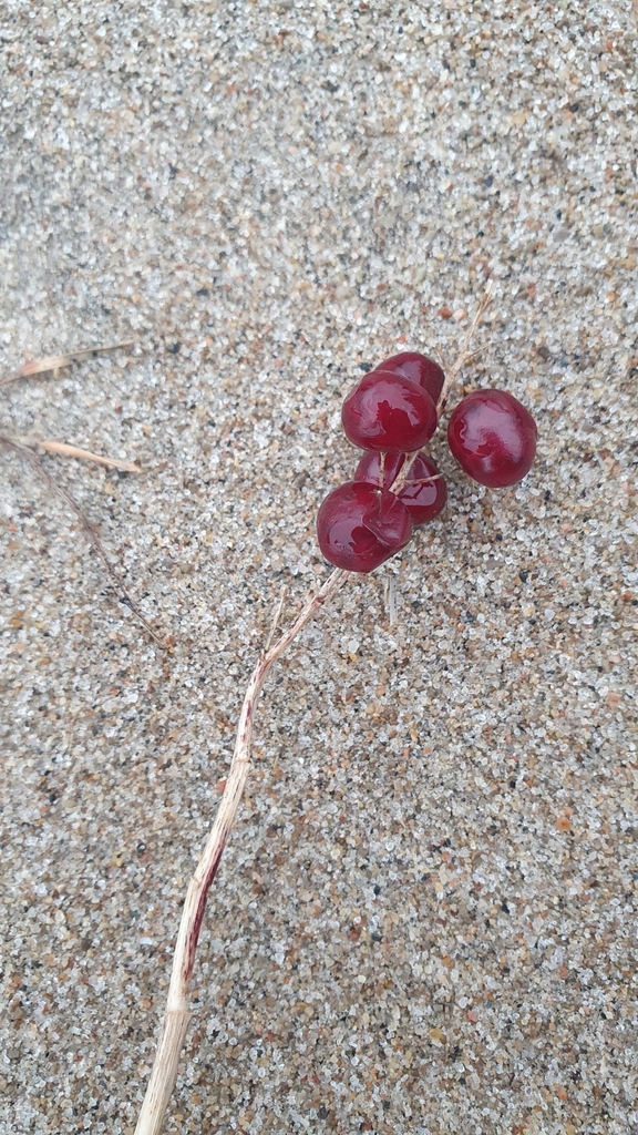 Maianthemum stellatum — foto 3 de 3 da observação 104427165 no iNaturalist