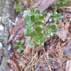 Arctostaphylos uva-ursi — foto 4 de 4 da observação 104427241 no iNaturalist