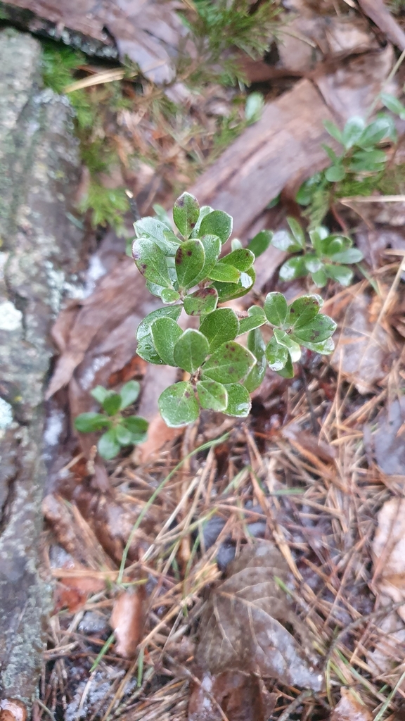 Arctostaphylos uva-ursi — foto 4 de 4 da observação 104427241 no iNaturalist