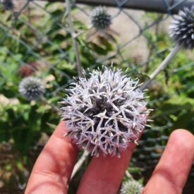 Echinops sphaerocephalus — foto 2 de 2 da observação 124331288 no iNaturalist