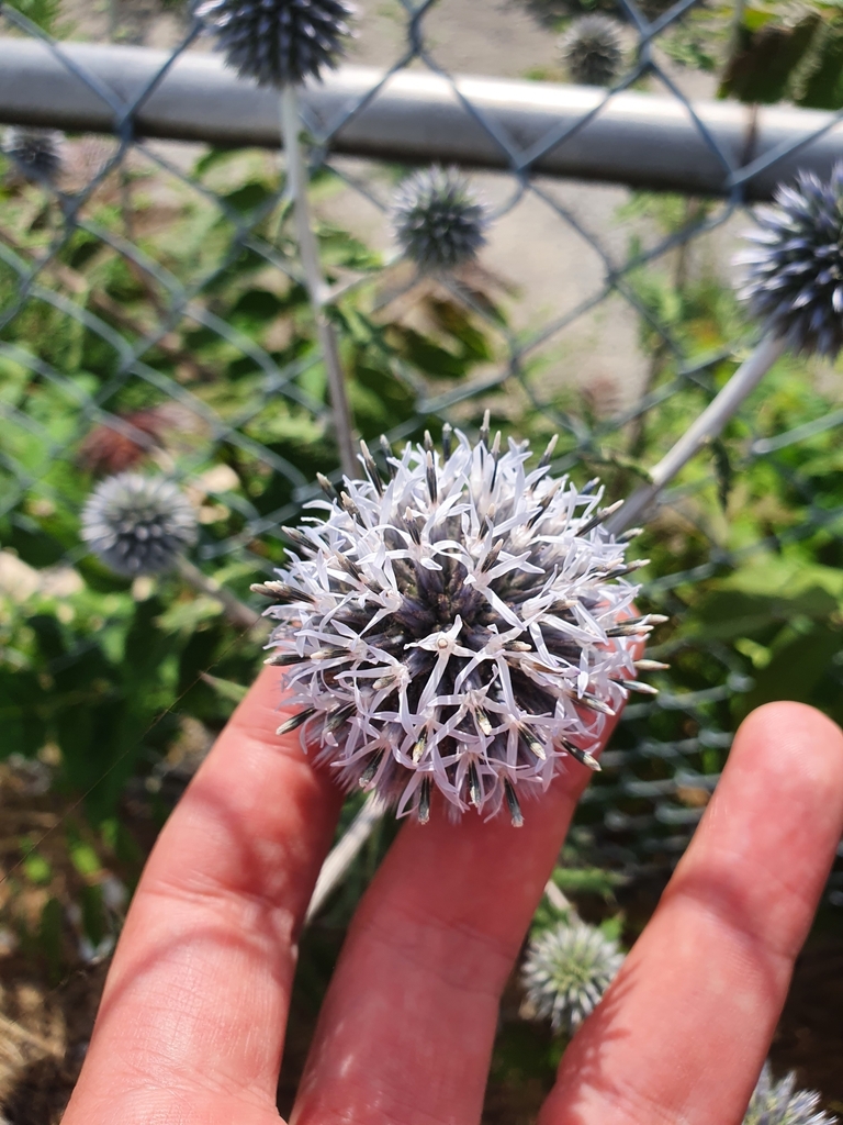 Echinops sphaerocephalus — foto 2 de 2 da observação 124331288 no iNaturalist