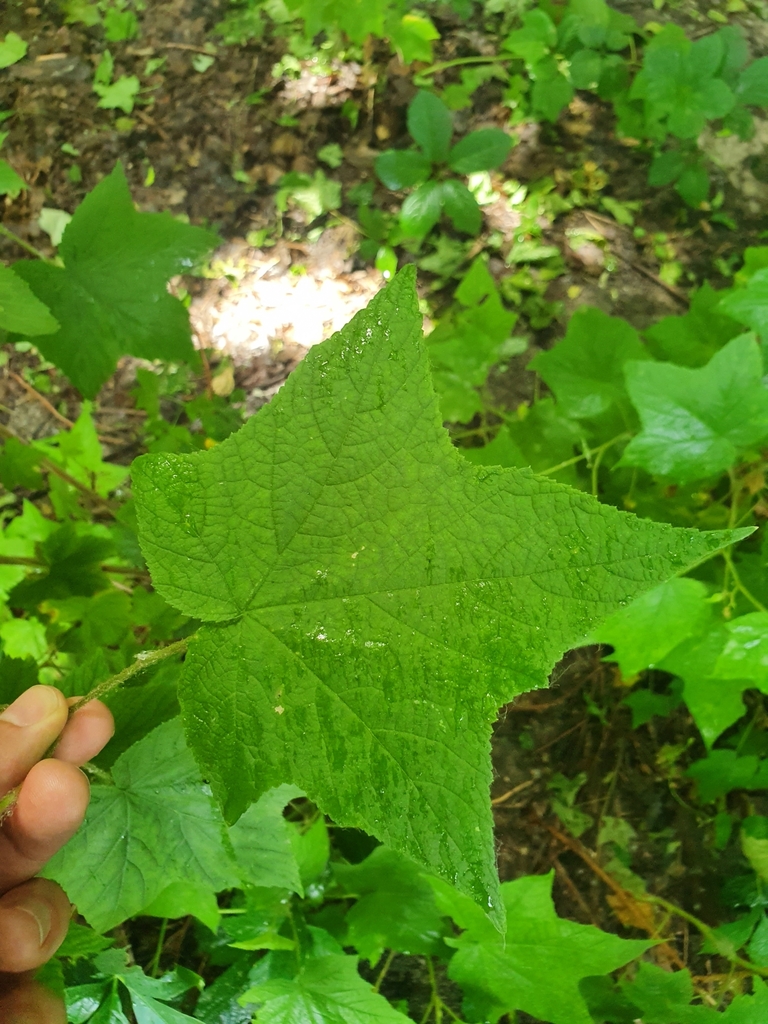 Rubus odoratus — foto 3 de 5 da observação 124331442 no iNaturalist