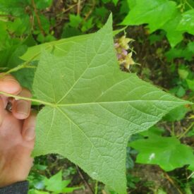 Rubus odoratus — foto 4 de 5 da observação 124331442 no iNaturalist