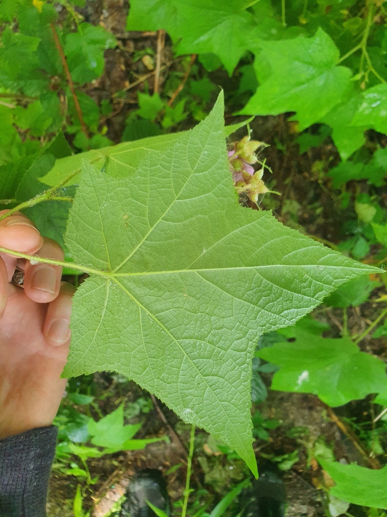 Rubus odoratus — foto 4 de 5 da observação 124331442 no iNaturalist