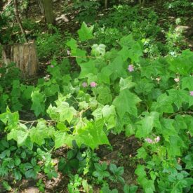 Rubus odoratus — foto 5 de 5 da observação 124331442 no iNaturalist