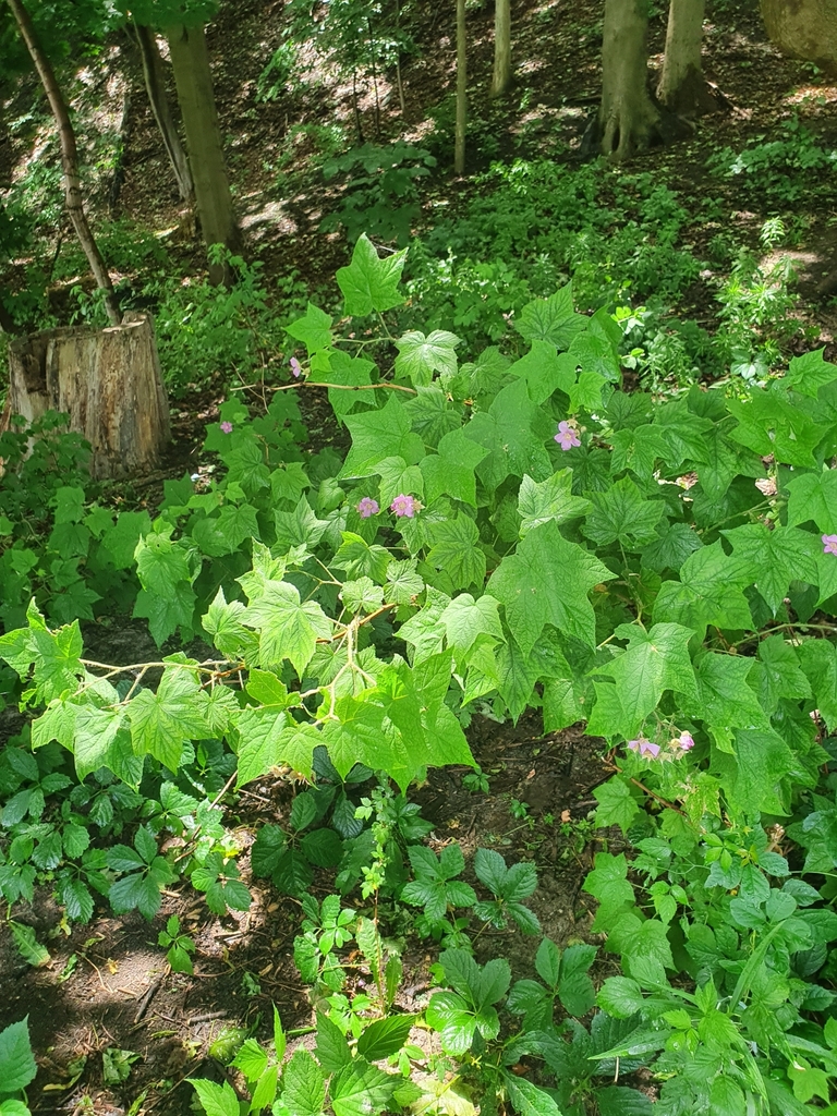 Rubus odoratus — foto 5 de 5 da observação 124331442 no iNaturalist