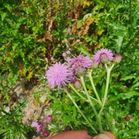 Cirsium arvense — foto 2 de 3 da observação 124331630 no iNaturalist