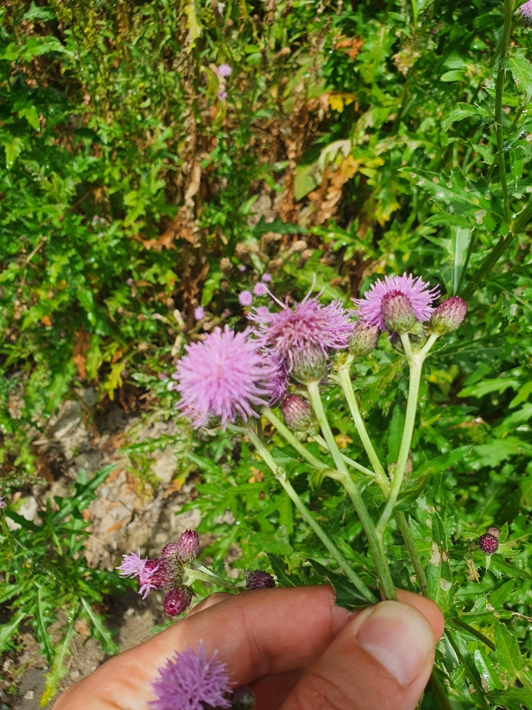 Cirsium arvense — foto 2 de 3 da observação 124331630 no iNaturalist