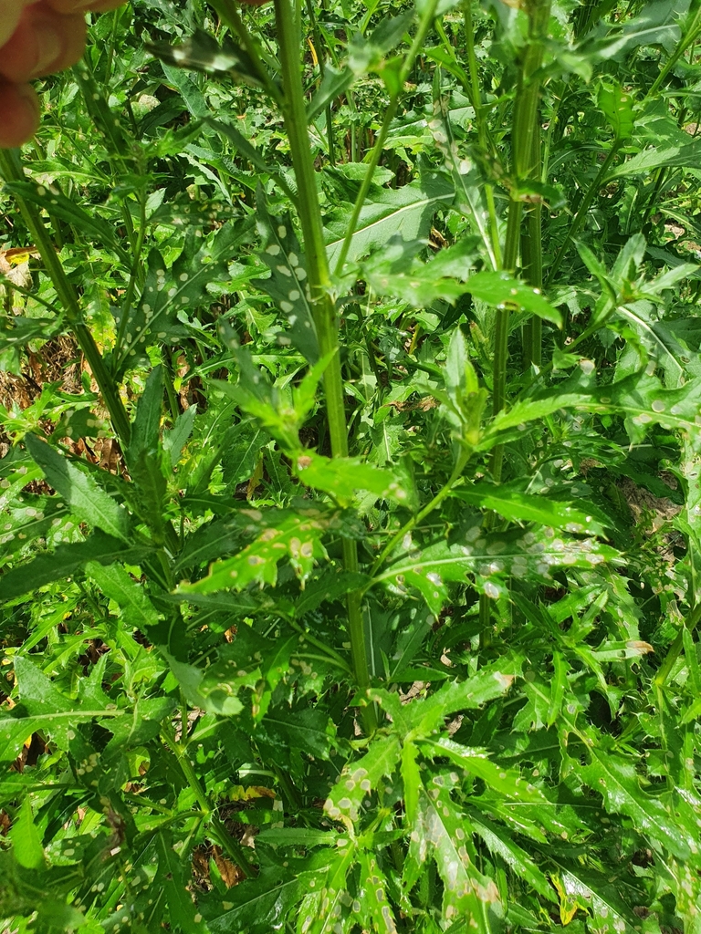 Cirsium arvense — foto 3 de 3 da observação 124331630 no iNaturalist