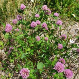 Trifolium pratense — foto 2 de 2 da observação 124605434 no iNaturalist