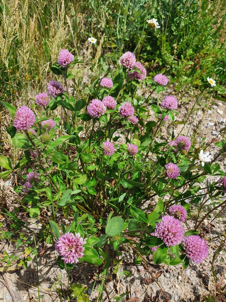 Trifolium pratense — foto 2 de 2 da observação 124605434 no iNaturalist