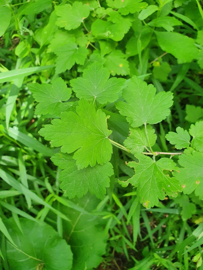 Ribes cynosbati — foto 2 de 3 da observação 124613293 no iNaturalist