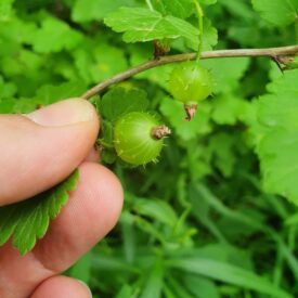 Ribes cynosbati — foto 3 de 3 da observação 124613293 no iNaturalist