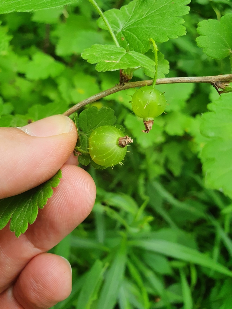 Ribes cynosbati — foto 3 de 3 da observação 124613293 no iNaturalist