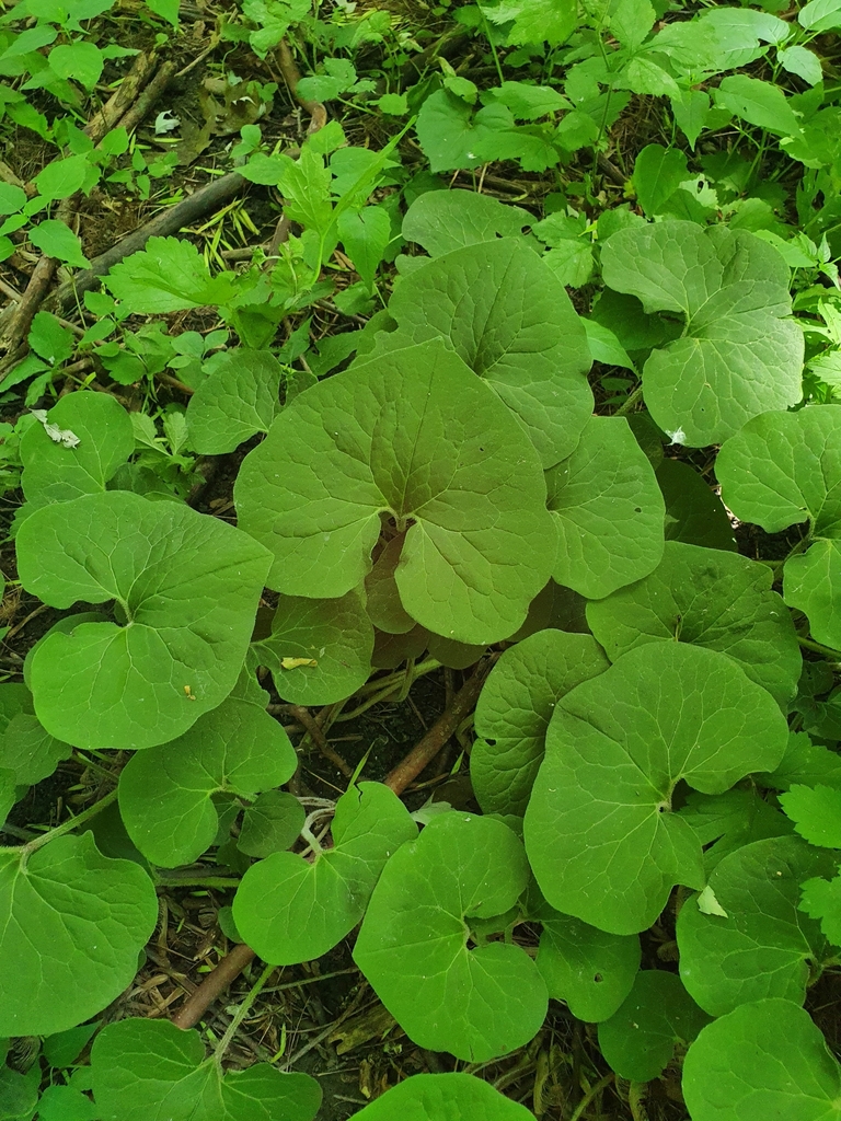Asarum canadense — foto 2 de 4 da observação 124613557 no iNaturalist