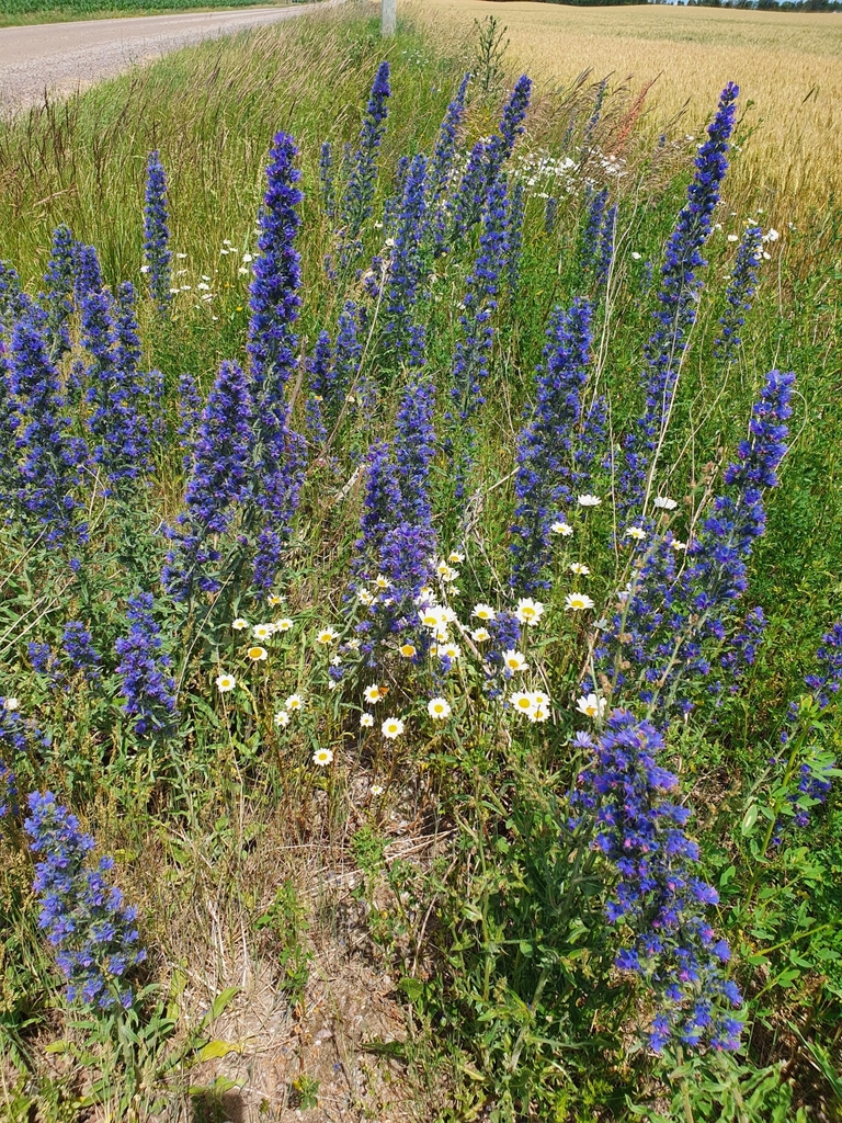 Echium vulgare — foto 2 de 2 da observação 124613885 no iNaturalist