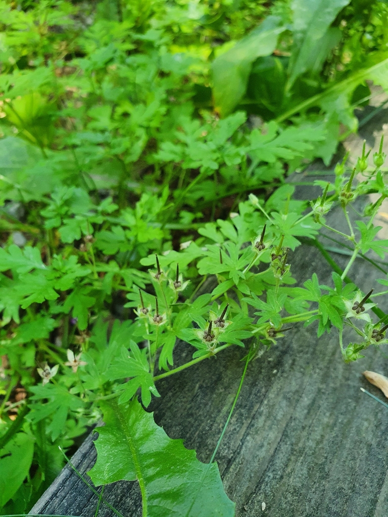 Geranium robertianum — foto 2 de 2 da observação 124614237 no iNaturalist