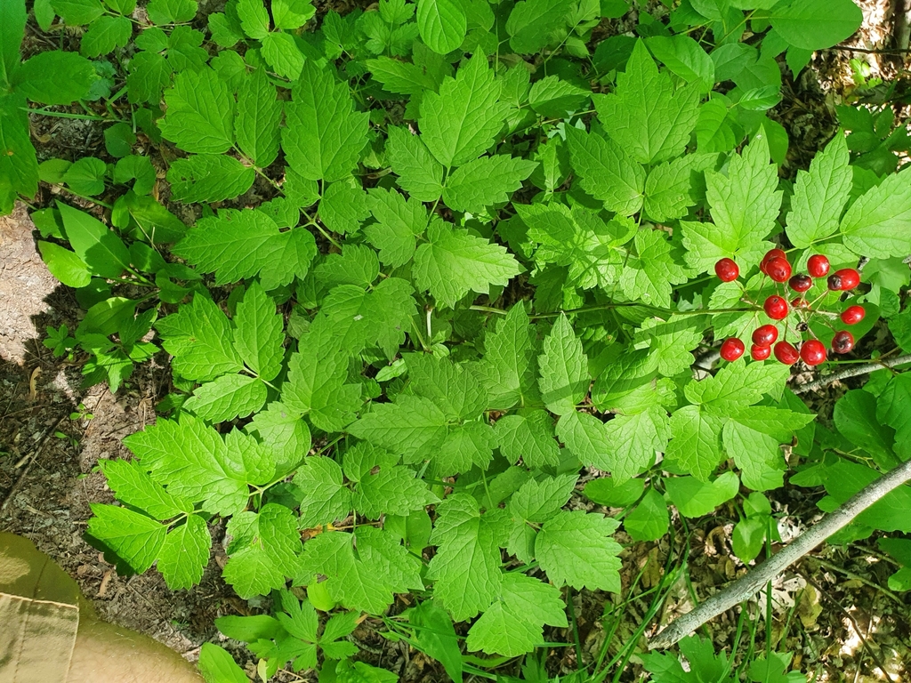 Actaea rubra — foto 3 de 3 da observação 124617452 no iNaturalist