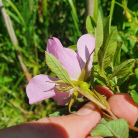 Rosa palustris — foto 2 de 4 da observação 124617564 no iNaturalist