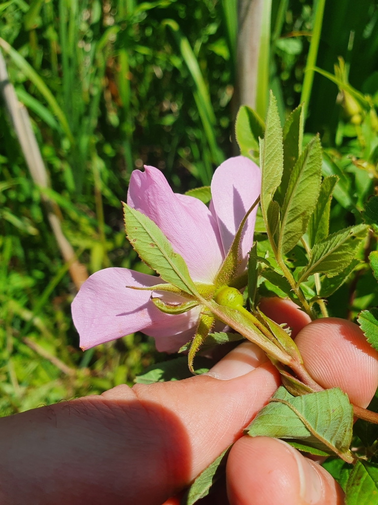 Rosa palustris — foto 2 de 4 da observação 124617564 no iNaturalist