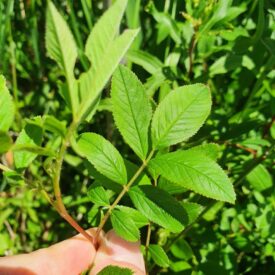 Rosa palustris — foto 3 de 4 da observação 124617564 no iNaturalist