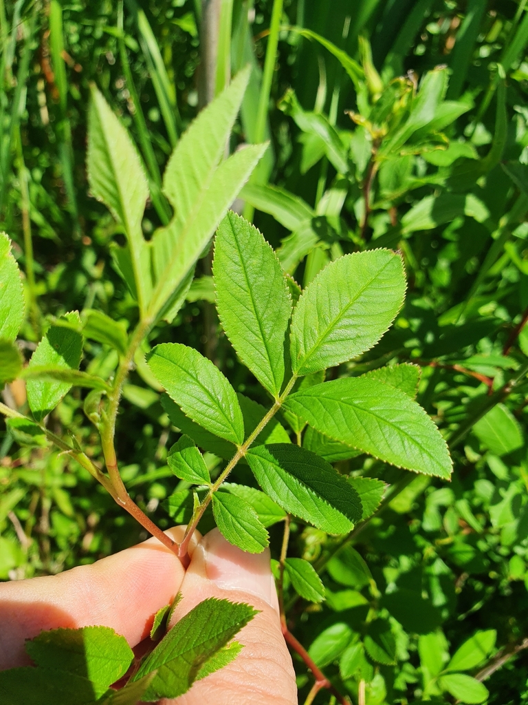 Rosa palustris — foto 3 de 4 da observação 124617564 no iNaturalist