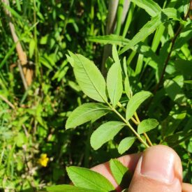 Rosa palustris — foto 4 de 4 da observação 124617564 no iNaturalist
