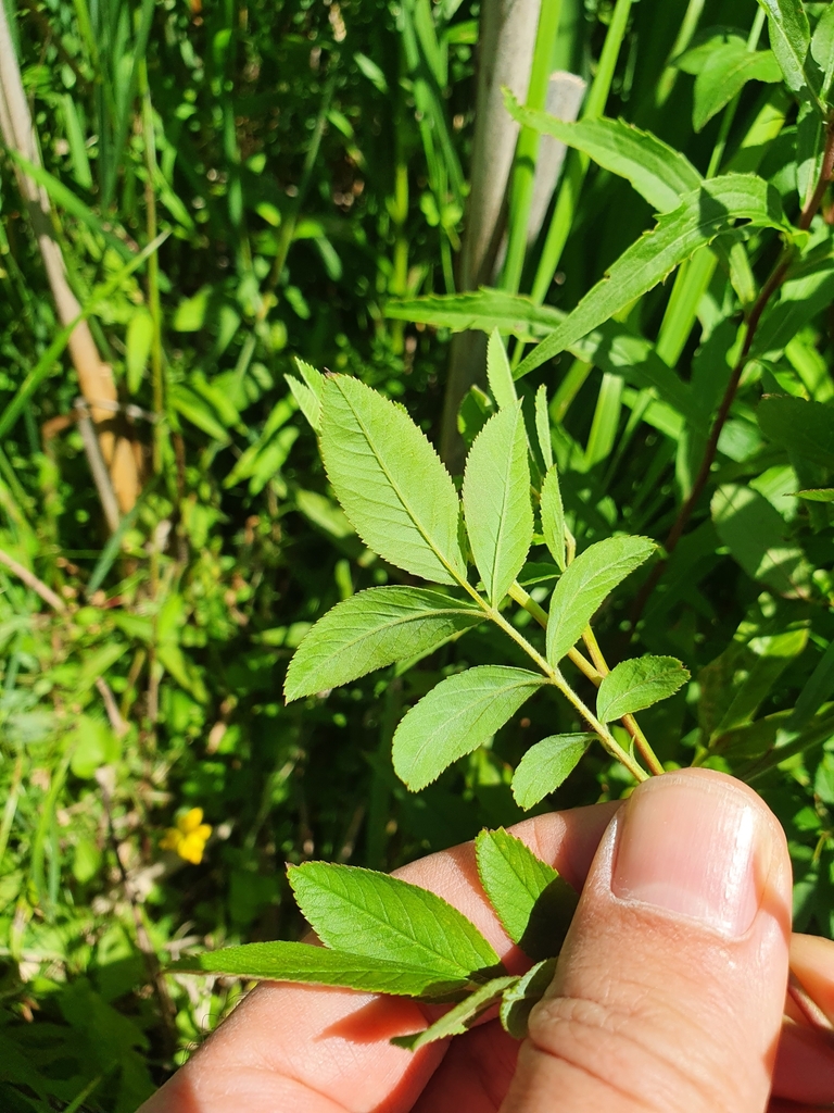 Rosa palustris — foto 4 de 4 da observação 124617564 no iNaturalist
