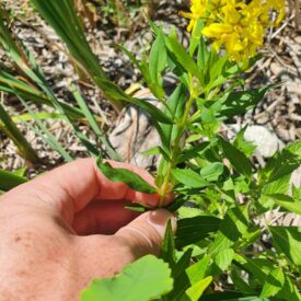 Lysimachia terrestris — foto 2 de 2 da observação 124617805 no iNaturalist