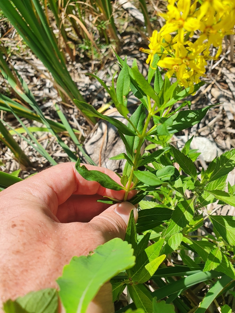 Lysimachia terrestris — foto 2 de 2 da observação 124617805 no iNaturalist