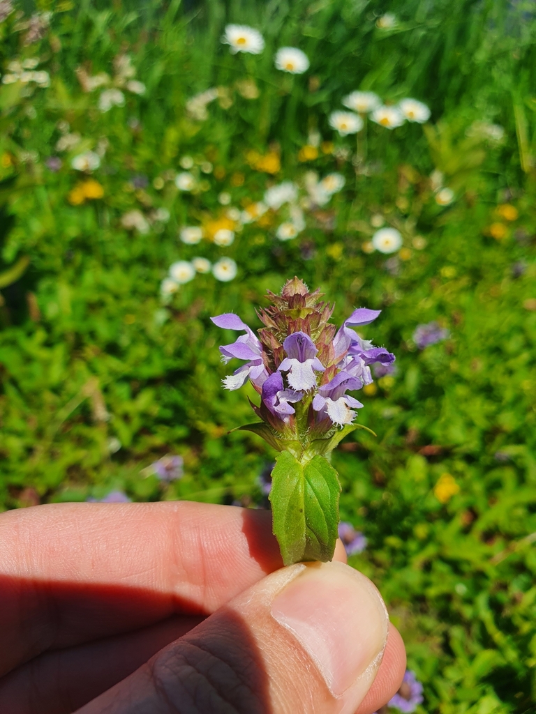 Prunella vulgaris — foto 2 de 2 da observação 124635183 no iNaturalist