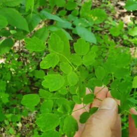 Thalictrum pubescens — foto 2 de 2 da observação 124635278 no iNaturalist