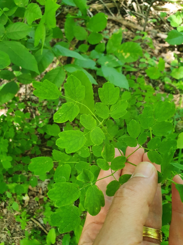 Thalictrum pubescens — foto 2 de 2 da observação 124635278 no iNaturalist