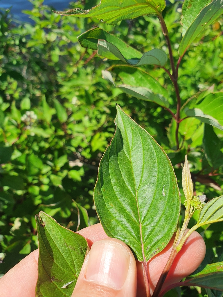 Cornus sericea — foto 2 de 4 da observação 124635335 no iNaturalist