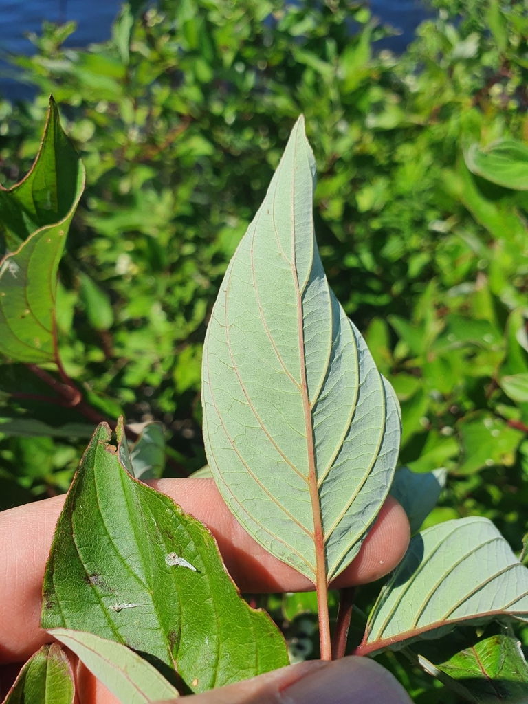 Cornus sericea — foto 3 de 4 da observação 124635335 no iNaturalist