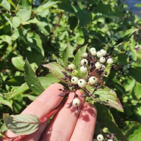 Cornus sericea — foto 4 de 4 da observação 124635335 no iNaturalist