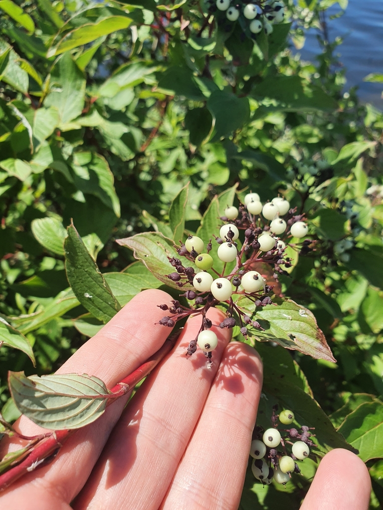 Cornus sericea — foto 4 de 4 da observação 124635335 no iNaturalist